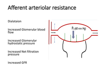 Afferent arteriolar resistance
Dialataion
Increased Glomerular blood
flow
Increased Glomerular
hydrostatic pressure
Increased Net filtration
pressure
Increased GFR
 