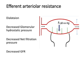 Efferent arteriolar resistance
Dialataion
Decreased Glomerular
hydrostatic pressure
Decreased Net filtration
pressure
Decreased GFR
 