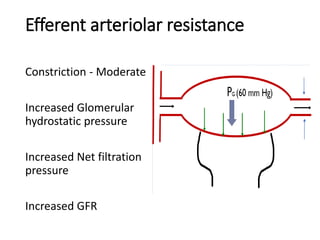 Efferent arteriolar resistance
Constriction - Moderate
Increased Glomerular
hydrostatic pressure
Increased Net filtration
pressure
Increased GFR
 