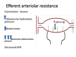 Efferent arteriolar resistance
Constriction - Severe
Glomerular hydrostatic
pressure
filtration fraction
glomerular colloid osmotic
pressure
Decreased GFR
 