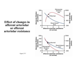 Effect of changes in
afferent arteriolar
or efferent
arteriolar resistance
Figure 27-7
 