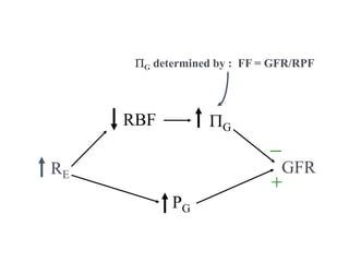 RE
RBF PG
GFR
PG
+
_
PG determined by : FF = GFR/RPF
 