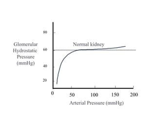 50 100 150 200
0
Arterial Pressure (mmHg)
Glomerular
Hydrostatic
Pressure
(mmHg)
60
40
20
80
Normal kidney
 