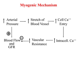 Myogenic Mechanism
Arterial
Pressure
Blood Flow
and
GFR
Vascular
Resistance
Intracell. Ca++
Cell Ca++
Entry
Stretch of
Blood Vessel
 