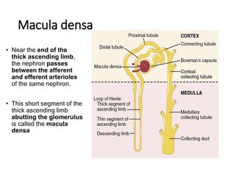 Macula densa
• Near the end of the
thick ascending limb,
the nephron passes
between the afferent
and efferent arterioles
of the same nephron.
• This short segment of the
thick ascending limb
abutting the glomerulus
is called the macula
densa
 