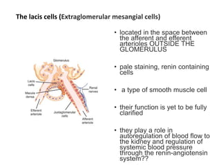 The lacis cells (Extraglomerular mesangial cells)
• located in the space between
the afferent and efferent
arterioles OUTSIDE THE
GLOMERULUS
• pale staining, renin containing
cells
• a type of smooth muscle cell
• their function is yet to be fully
clarified
• they play a role in
autoregulation of blood flow to
the kidney and regulation of
systemic blood pressure
through the renin-angiotensin
system??
 