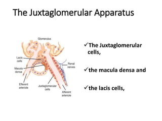 The Juxtaglomerular Apparatus
The Juxtaglomerular
cells,
the macula densa and
the lacis cells,
 