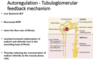 Autoregulation - Tubuloglomerular
feedback mechanism
 Low Systemic B.P
 Decreased GFR
 slows the flow rate of filtrate
 causing increased reabsorption of
sodium and chloride ions in the
ascending loop of Henle
 Thereby reducing the concentration of
sodium chloride at the macula densa
cells.
 