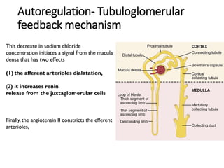 Autoregulation- Tubuloglomerular
feedback mechanism
This decrease in sodium chloride
concentration initiates a signal from the macula
densa that has two effects
(1) the afferent arterioles dialatation,
(2) it increases renin
release from the juxtaglomerular cells
Finally, the angiotensin II constricts the efferent
arterioles,
 