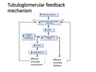 Tubuloglomerular feedback
mechanism
Afferent
arteriolar
dialation
Efferent
arteriolar
constriction
 
