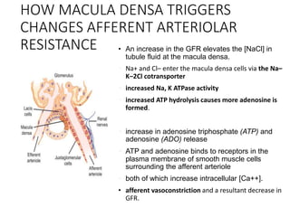 HOW MACULA DENSA TRIGGERS
CHANGES AFFERENT ARTERIOLAR
RESISTANCE • An increase in the GFR elevates the [NaCl] in
tubule fluid at the macula densa.
• Na+ and Cl– enter the macula densa cells via the Na–
K–2Cl cotransporter
• increased Na, K ATPase activity
• increased ATP hydrolysis causes more adenosine is
formed.
• increase in adenosine triphosphate (ATP) and
adenosine (ADO) release
• ATP and adenosine binds to receptors in the
plasma membrane of smooth muscle cells
surrounding the afferent arteriole
• both of which increase intracellular [Ca++].
• afferent vasoconstriction and a resultant decrease in
GFR.
 