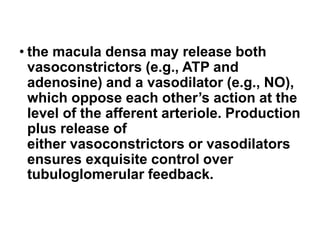 • the macula densa may release both
vasoconstrictors (e.g., ATP and
adenosine) and a vasodilator (e.g., NO),
which oppose each other’s action at the
level of the afferent arteriole. Production
plus release of
either vasoconstrictors or vasodilators
ensures exquisite control over
tubuloglomerular feedback.
 