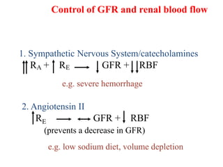 1. Sympathetic Nervous System/catecholamines
RA + RE GFR + RBF
Control of GFR and renal blood flow
2. Angiotensin II
RE GFR + RBF
(prevents a decrease in GFR)
e.g. severe hemorrhage
e.g. low sodium diet, volume depletion
 