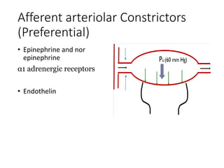 Afferent arteriolar Constrictors
(Preferential)
• Epinephrine and nor
epinephrine
α1 adrenergic receptors
• Endothelin
 
