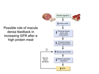 Possible role of macula
densa feedback in
increasing GFR after a
high protein meal
 
