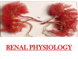 RENAL PHYSIOLOGY
 