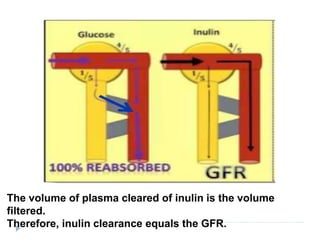 The volume of plasma cleared of inulin is the volume
filtered.
Therefore, inulin clearance equals the GFR.
 