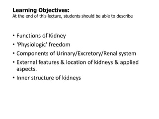 Learning Objectives:
At the end of this lecture, students should be able to describe
• Functions of Kidney
• ‘Physiologic’ freedom
• Components of Urinary/Excretory/Renal system
• External features & location of kidneys & applied
aspects.
• Inner structure of kidneys
 