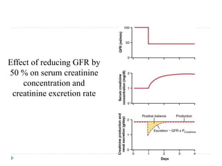 Effect of reducing GFR by
50 % on serum creatinine
concentration and
creatinine excretion rate
 