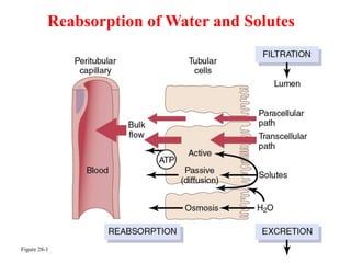 Reabsorption of Water and Solutes
Figure 28-1
Reabsorption of Water and Solutes
 