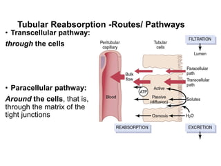 Tubular Reabsorption -Routes/ Pathways
• Transcellular pathway:
through the cells
• Paracellular pathway:
Around the cells, that is,
through the matrix of the
tight junctions
 