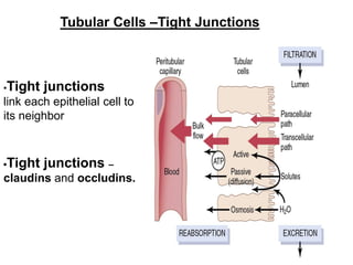 Tubular Cells –Tight Junctions
▪Tight junctions
link each epithelial cell to
its neighbor
▪Tight junctions –
claudins and occludins.
 