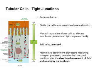 • Occlusive barrier
• Divide the cell membrane into discrete domains
.
• Physical separation allows cells to allocate
membrane proteins and lipids asymmetrically.
• Said to be polarized.
• Asymmetric assignment of proteins mediating
transport processes, provides the structural
machinery for the directional movement of fluid
and solutes by the nephron.
Tubular Cells –Tight Junctions
 