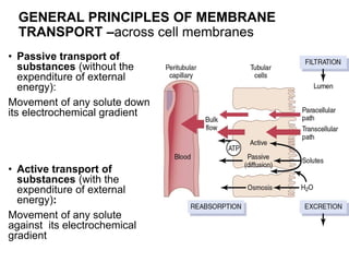 • Passive transport of
substances (without the
expenditure of external
energy):
Movement of any solute down
its electrochemical gradient
• Active transport of
substances (with the
expenditure of external
energy):
Movement of any solute
against its electrochemical
gradient
GENERAL PRINCIPLES OF MEMBRANE
TRANSPORT –across cell membranes
 