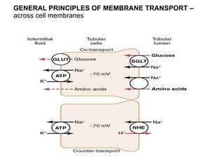 GENERAL PRINCIPLES OF MEMBRANE TRANSPORT –
across cell membranes
 