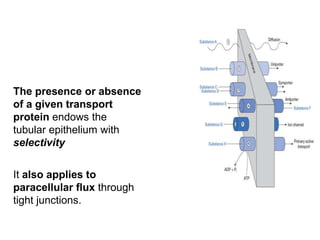 The presence or absence
of a given transport
protein endows the
tubular epithelium with
selectivity
It also applies to
paracellular flux through
tight junctions.
 