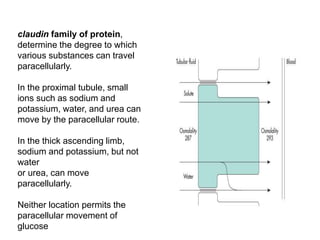 claudin family of protein,
determine the degree to which
various substances can travel
paracellularly.
In the proximal tubule, small
ions such as sodium and
potassium, water, and urea can
move by the paracellular route.
In the thick ascending limb,
sodium and potassium, but not
water
or urea, can move
paracellularly.
Neither location permits the
paracellular movement of
glucose
 