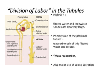 • High GFR :-
Fltered water and nonwaste
solutes are also very large.
• Primary role of the proximal
tubule :-
reabsorb much of this filtered
water and solutes.
• “Mass reabsorber.
• Also major site of solute secretion
“Division of Labor” in the Tubules
 