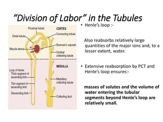 • Henle’s loop :-
Also reabsorbs relatively large
quantities of the major ions and, to a
lesser extent, water.
• Extensive reabsorption by PCT and
Henle’s loop ensures:-
masses of solutes and the volume of
water entering the tubular
segments beyond Henle’s loop are
relatively small.
“Division of Labor” in the Tubules
 