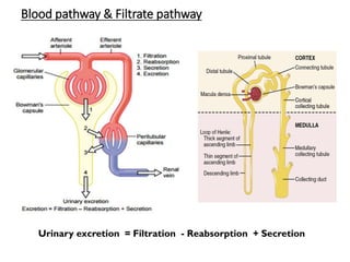 Blood pathway & Filtrate pathway
Urinary excretion = Filtration - Reabsorption + Secretion
 