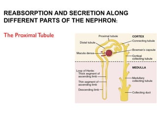 REABSORPTION AND SECRETION ALONG
DIFFERENT PARTS OF THE NEPHRON:
The Proximal Tubule
 