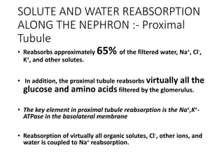 SOLUTE AND WATER REABSORPTION
ALONG THE NEPHRON :- Proximal
Tubule
• Reabsorbs approximately 65% of the filtered water, Na+, Cl-,
K+, and other solutes.
• In addition, the proximal tubule reabsorbs virtually all the
glucose and amino acids filtered by the glomerulus.
• The key element in proximal tubule reabsorption is the Na+,K+-
ATPase in the basolateral membrane
• Reabsorption of virtually all organic solutes, Cl-, other ions, and
water is coupled to Na+ reabsorption.
 