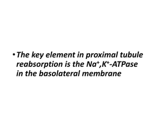 •The key element in proximal tubule
reabsorption is the Na+,K+-ATPase
in the basolateral membrane
 