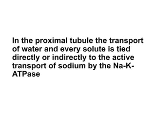 In the proximal tubule the transport
of water and every solute is tied
directly or indirectly to the active
transport of sodium by the Na-K-
ATPase
 