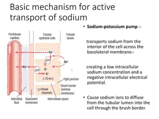 Basic mechanism for active
transport of sodium
• Sodium-potassium pump :-
transports sodium from the
interior of the cell across the
basolateral membrane:-
creating a low intracellular
sodium concentration and a
negative intracellular electrical
potential.
• Cause sodium ions to diffuse
from the tubular lumen into the
cell through the brush border.
 