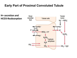 Early Part of Proximal Convoluted Tubule
H+ secretion and
HCO3-Reabsorption
 