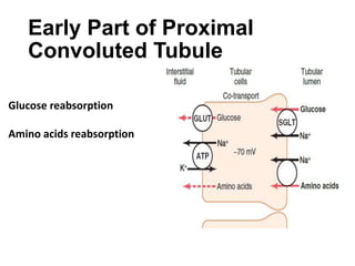 Glucose reabsorption
Amino acids reabsorption
Early Part of Proximal
Convoluted Tubule
 