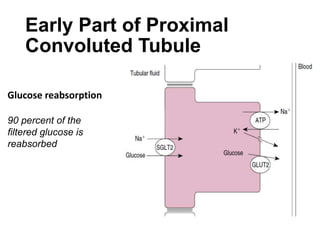 Glucose reabsorption
90 percent of the
filtered glucose is
reabsorbed
Early Part of Proximal
Convoluted Tubule
 