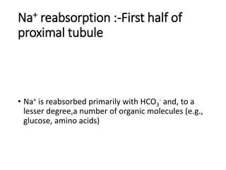 Na+ reabsorption :-First half of
proximal tubule
• Na+ is reabsorbed primarily with HCO3
- and, to a
lesser degree,a number of organic molecules (e.g.,
glucose, amino acids)
 