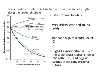 • Late proximal tubule :-
very little glucose and amino
acids
But has a high concentration of
Cl-
• High Cl- concentration is due to
the preferential reabsorption of
Na+ with HCO3
- and organic
solutes in the early proximal
tubule
Concentration of solutes in tubular fluid as a function of length
along the proximal tubule
 