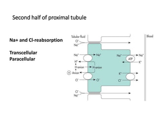 Second half of proximal tubule
Na+ and Cl-reabsorption
Transcellular
Paracellular
 