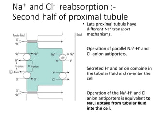 • Late proximal tubule have
different Na+ transport
mechanisms.
• Operation of parallel Na+-H+ and
Cl--anion antiporters.
• Secreted H+ and anion combine in
the tubular fluid and re-enter the
cell
• Operation of the Na+-H+ and Cl-
anion antiporters is equivalent to
NaCl uptake from tubular fluid
into the cell.
Na+ and Cl- reabsorption :-
Second half of proximal tubule
 