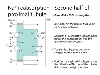 • Paracellular NaCl reabsorption
Rise in [Cl-] in the tubular fluid in the
early proximal tubule
Diffusion of Cl- from the tubular lumen
across the tight junctions into the
lateral intercellular space.
• Tubular fluid become positively
charged relative to the blood.
• Positive transepithelial voltage causes
the diffusion of Na+ out of the tubular
fluid across the tight junctions.
Na+ reabsorption :-Second half of
proximal tubule
 