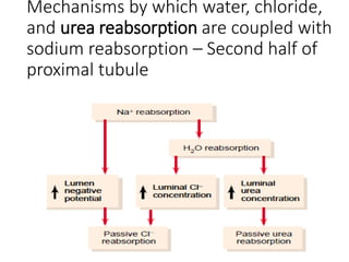 Mechanisms by which water, chloride,
and urea reabsorption are coupled with
sodium reabsorption – Second half of
proximal tubule
 