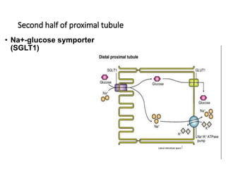 Second half of proximal tubule
• Na+-glucose symporter
(SGLT1)
 