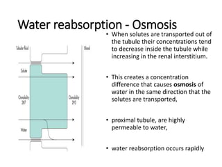 Water reabsorption - Osmosis
• When solutes are transported out of
the tubule their concentrations tend
to decrease inside the tubule while
increasing in the renal interstitium.
• This creates a concentration
difference that causes osmosis of
water in the same direction that the
solutes are transported,
• proximal tubule, are highly
permeable to water,
• water reabsorption occurs rapidly
 